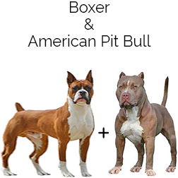 Bullboxer Dog